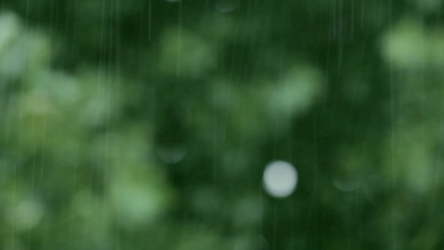 Regen auf gr&uuml;nem Laub Hintergrund