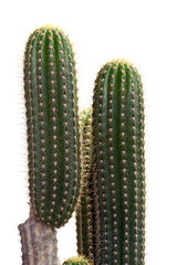 Isolated trunk of Cereus cactus (Trichocereus)