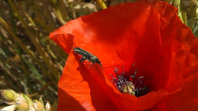 Insecte dans un coquelicot