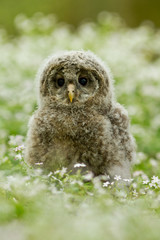 An young Ural Owl (Strix uralensis)