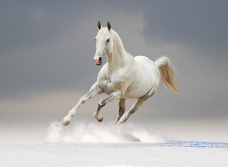 Obraz na płótnie Canvas white horse with cloudy background behind