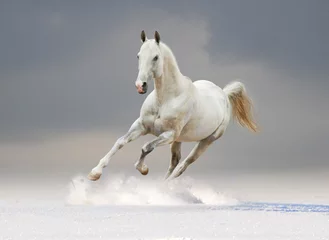 Foto op Plexiglas wit paard met bewolkte achtergrond achter © Olga Itina