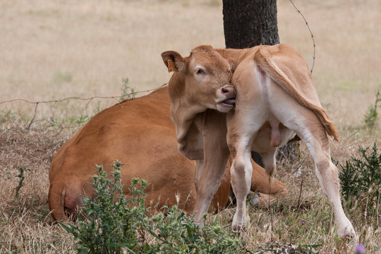 Ternera lami&eacute;ndose