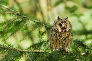 Long Eared Owl (Asio otus, Strix otus)