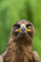 An Eagle Portrait