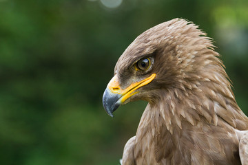 An Eagle Portrait