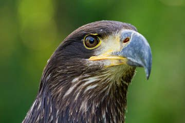 An Eagle Portrait
