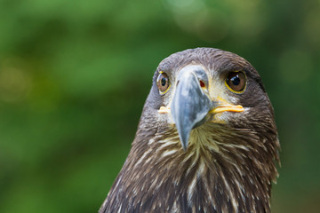An Eagle Portrait