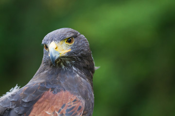 A Harris Hawk Portrait