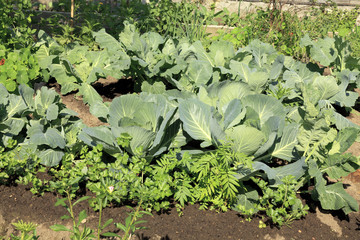 Vegetable garden - cabbage