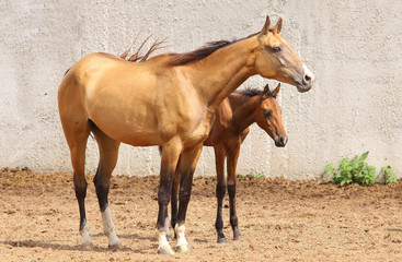 mare and foal