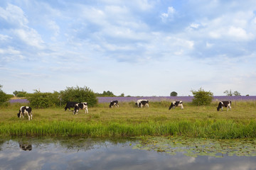 black and white cows