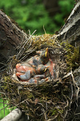 Newborn chicks in the nest of a thrush