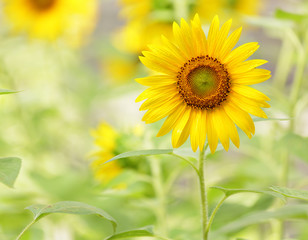 Obraz premium Sunflower