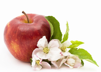 Red fruit and blossoming branch of apple-tree on  white