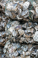 shell for sale