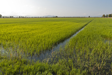 Riso in Maremma, Toscana
