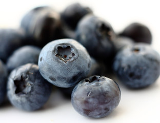 Isolated fruits - Bilberry