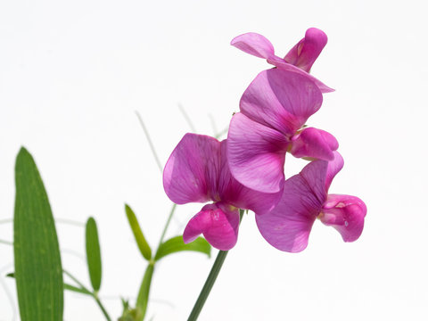 Wicke - Vicia