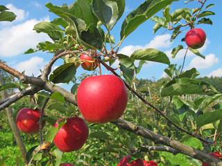 Apple garden