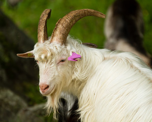 Steinbock