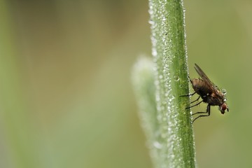 wet fly