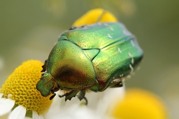 Cetonia aurata