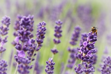 wild bee on lavender
