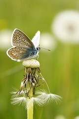 blue butterfly on common dandelion
