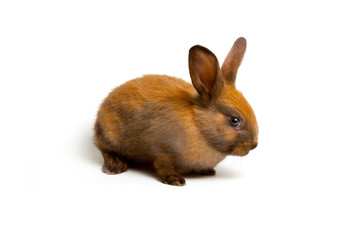 Obraz premium Bunny