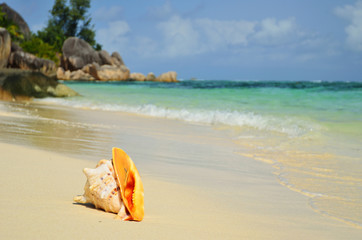 Fototapeta na wymiar Shell on the ocean shore