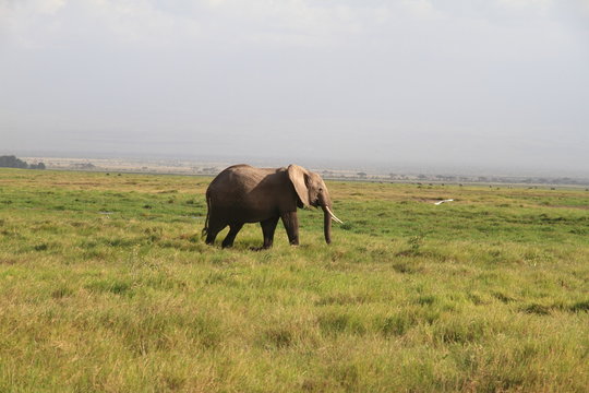 Fototapeta Eléphant