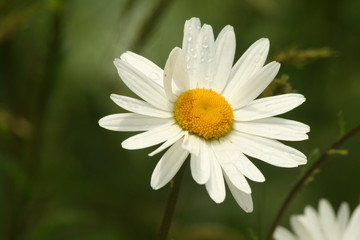 Obraz premium Flower