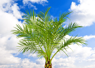 beautiful green palm