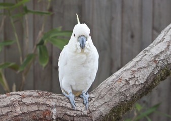 cockatoo facing forward on a branch