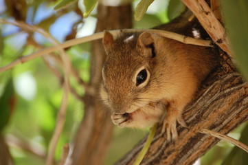 backenhörnchen