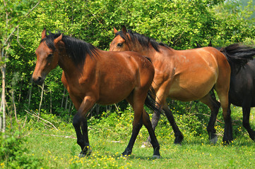 horses on pasture
