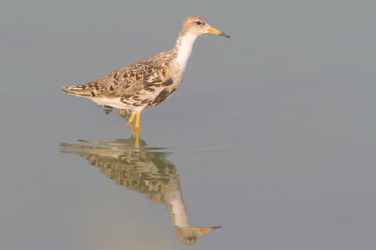 A ruff searching for food in the shallow water of a lake