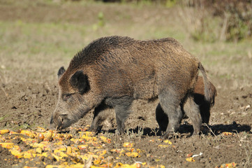 wild boar