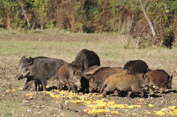 wild boar