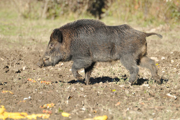 wild boar