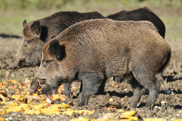 wild boar