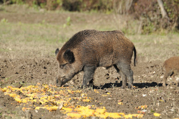 Fototapeta premium wild boar