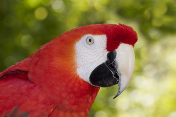 Guacamayo escarlata (ara macao)