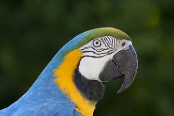 Guacamayo azul y amarillo