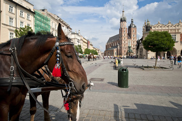 Naklejka na ściany i meble Konie na Rynku Starego Miasta w Krakowie, Polska