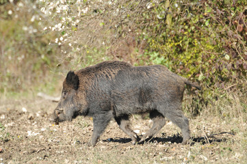wild boar