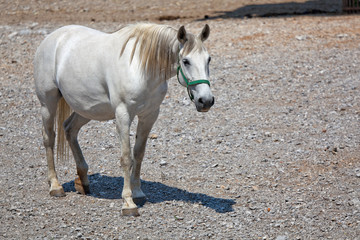 Obraz premium Lipizzan horse