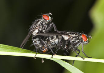 Mating bluebottle flies