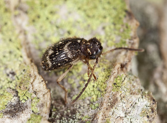 whitemarked spider beetle (Ptinus fur),